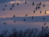 Composite photo - saw this sky and these birds in the same place, but not at the same time.