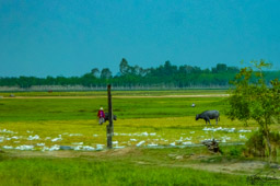 On the way to the Cu Chi tunnels on the last day in Vietnam.  Took one last (moving blurry) photo of the rice fields, the buffalo, the ducks, the farmer...