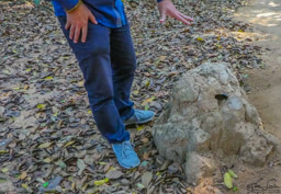 This looks like a termit hill, but it is actually a disguised vent for the tunnels.