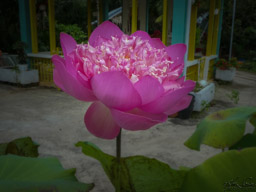 On a walk through a village for a sampan ride, we came across this lotus blossom, and ...
