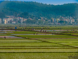 OK, way too many photos of workers in the rice fields (and I'm just getting started), but it's very interesting.