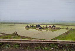 In the rain - and in the water.  Gravestones in the middle of the rice fields.