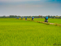 Along the rice paddies ...