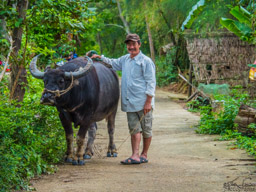 Fine looking water buffalo (and man).