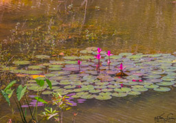 Nice peaceful lily scene.
