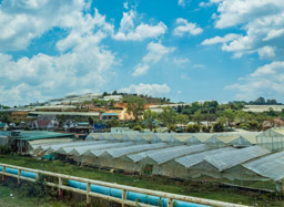 Greenhouses for flowers.  The greenhouses are mostly made of nylon.
