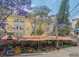The market, selling flowers, and surrounded by flowering trees.