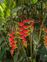 Striking!  I think it is a variety of Heliconia.