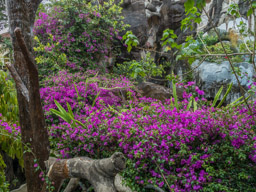 OK, enough of the crazy house.  It does have lovely flowers, as does everywhere in Dalat.