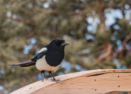 A Magpie wishes us well.