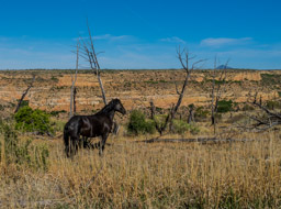 As we leave Mesa Verde, we drive in another area called Wetheril Mesa, which has wild horses.