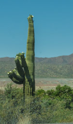 At this point, I realized that the saguaro are blooming.  Nice!