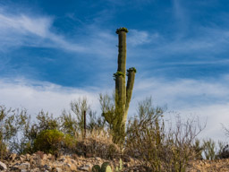 Most of the saguaro have a crown of buds and blossoms.