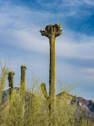 Crested saguaro  in bloom.
