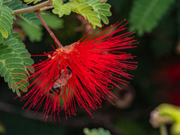 One bee on Red Fairy Duster blossoms