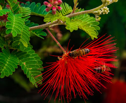 Two bees on Red Fairy Duster blossoms
