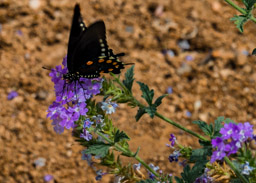 Swallowtail enjoys the nectar in Tohono Chul.