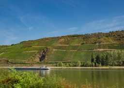 This whole area is dotted with steep slopes with grapes growing for German wines.  All of the vines are planted with the rows verticle, not terraced at all.