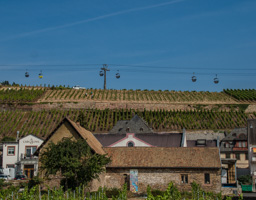 Wine grapes growing on the slopes, with  finicular cable cars going to a castle above.