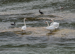 I think Swans are a symbol of the area.
