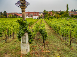 The vineyards are at the bottom of the slopes of the Vosges, just above the plains leading down to Rhine and form a long thin strip.