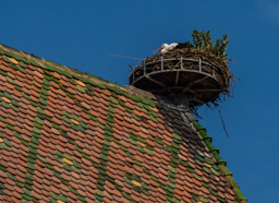 The stork is the bird symbol of this area.  They require a large high area for nests, so these are placed on buildings.