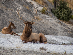 Elk family appear to be in snow, but this is a material from the springs.
