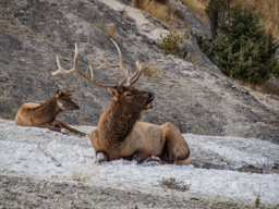 Beautiful pose by the elk!  I hope that bed of stuff is safe for them!
