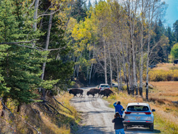 Where does a bison cross the road?  Wherever he wants!