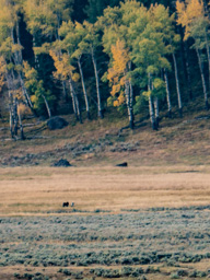 Early next morning in Lamar Valley, wolves!