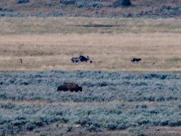 Wolves have something to eat here, as a bison passes by.  My 300mm (5/4s lens equivalent to 600mm) barely catches it all.