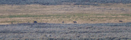 Small panorama to get the wolves.
