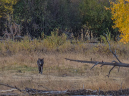 Then we find a spot where a lone wolf has found a carcass, and settle in to photo him/her for awhile.