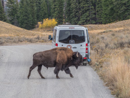 Again, where does a bison cross the road... you know by now.