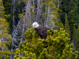 Bald Eagle near Beartooth Pass