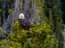 Bald Eagle near Beartooth Pass - this one is my favorite.