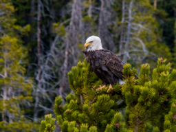 Bald Eagle near Beartooth Pass - looking a little fierce.