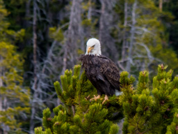 Bald Eagle near Beartooth Pass - looking a lot fierce.  No doubt looking for dinner (not cheese and crackers).