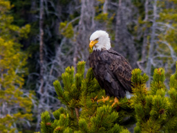 Bald Eagle near Beartooth Pass - where's dinner?