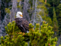 Bald Eagle near Beartooth Pass - still looking for dinner?
