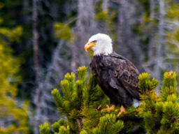 Bald Eagle near Beartooth Pass - making plans.