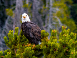 Bald Eagle near Beartooth Pass - glad to see us pack up and leave!