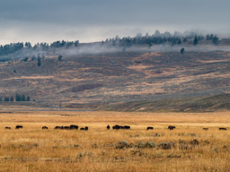 Not fairy tales, but more bison.