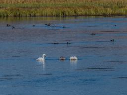 A swan and her two cygnets, one gray and rare, one white.  I think Mom and gray cygnet are checking under the water.