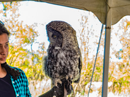 A Great Gray Owl, in conversation with his handler 
