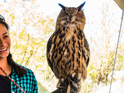 This Eurasian Eagle Owl is not local, but did need help.
