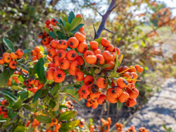 Gorgeous orange berries, I think called Firethorn.