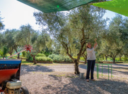 Next up:  Olives and Olive Oil.  This woman explains how her family built a successful olive farm.
