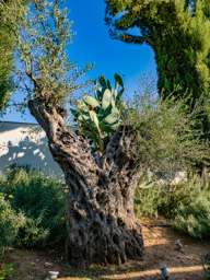 an ancient olive tree.