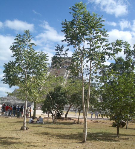 22chichenitza1.jpg  (73.2 Kb)